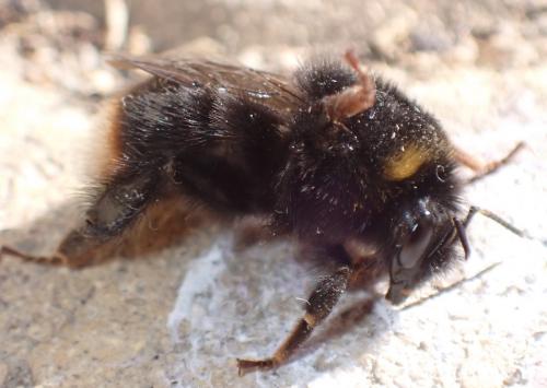 Bombus soroeensis soroeensis